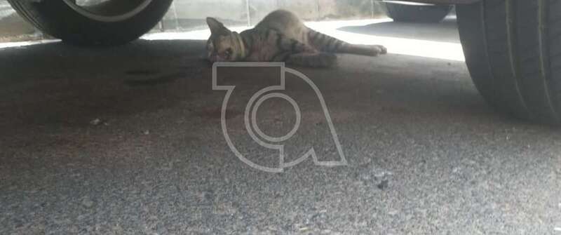 El cuerpo de animal llevaba más de 24 horas en una calle de Ojos de Garza/TA.